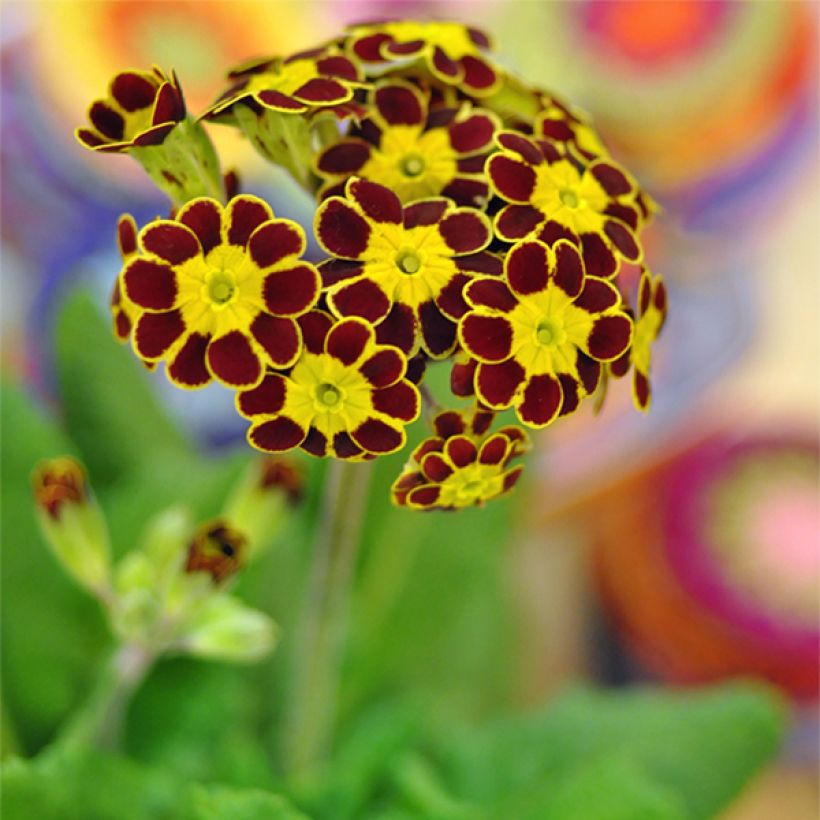 Primula elatior Gold Lace Rood - Slanke sleutelbloem (Bloei)