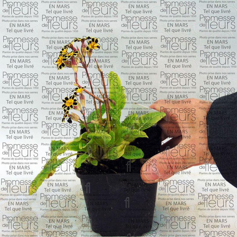 Voorbeeld van een exemplaar van Primula elatior Gold Lace Rood - Slanke sleutelbloem Kweekpotje van 8/9 cm zoals geleverd