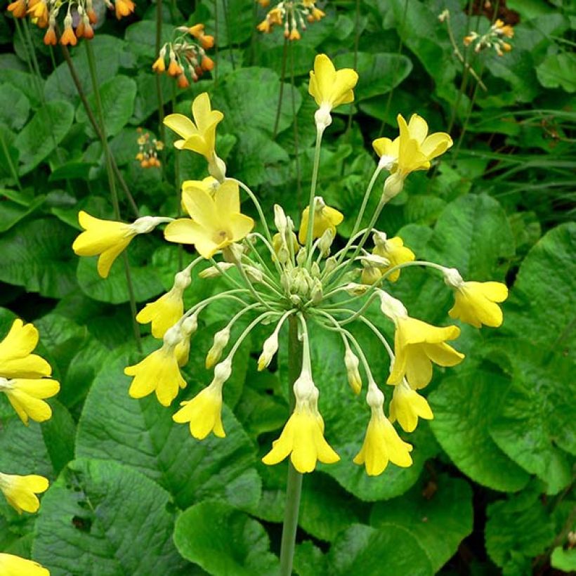 Primula florindae - Sleutelbloem (Bloei)