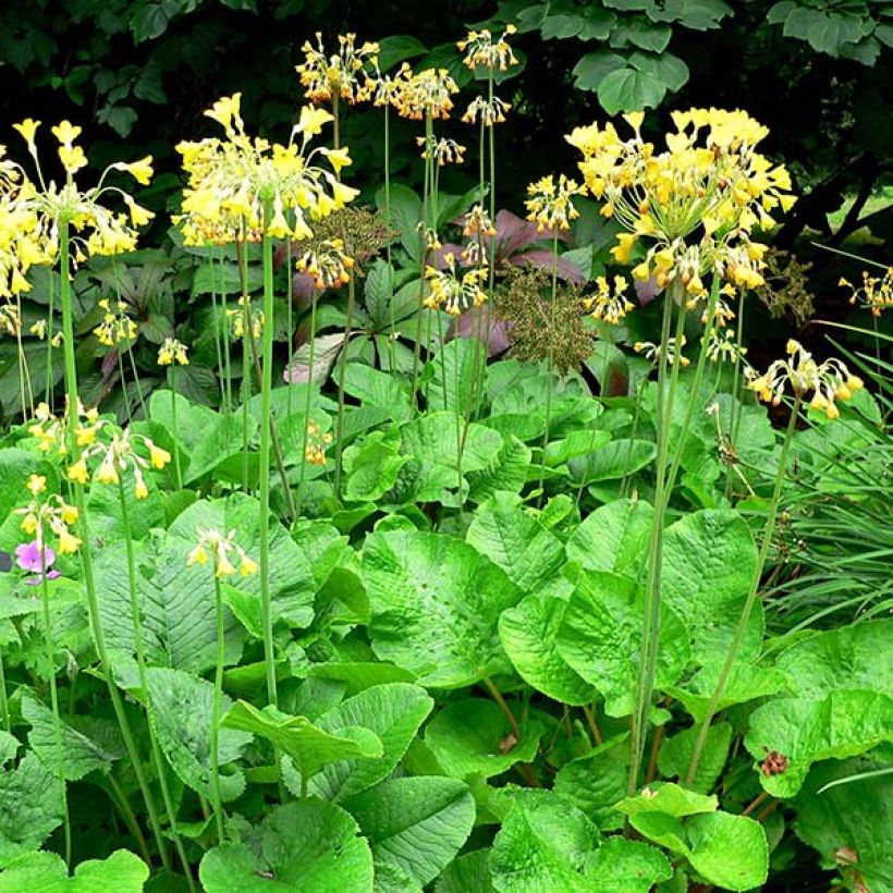 Primula florindae - Sleutelbloem (Groeiplaats)
