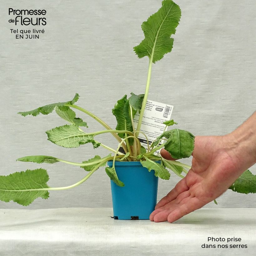 Exemplaar van Primula florindae - Sleutelbloem Kweekpotje van 8/9 cm zoals geleverd in de zomer