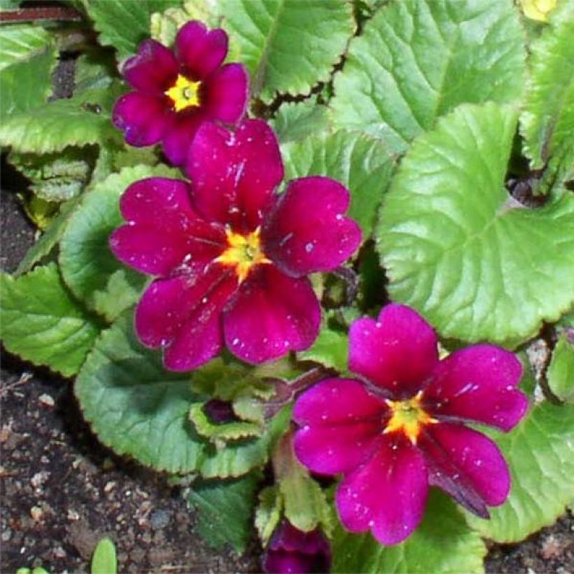 Primula juliae Ideaal - Sleutelbloem (Bloei)