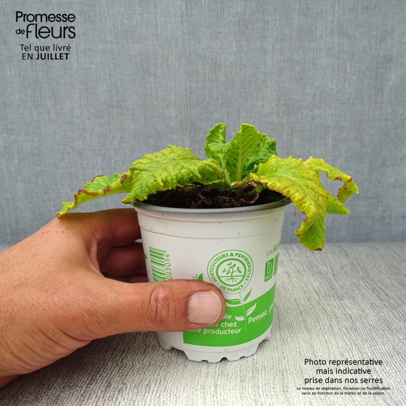 Exemplaar van Primula veris - Gulden sleutelbloem Kweekpotje van 8/9 cm zoals geleverd in de zomer
