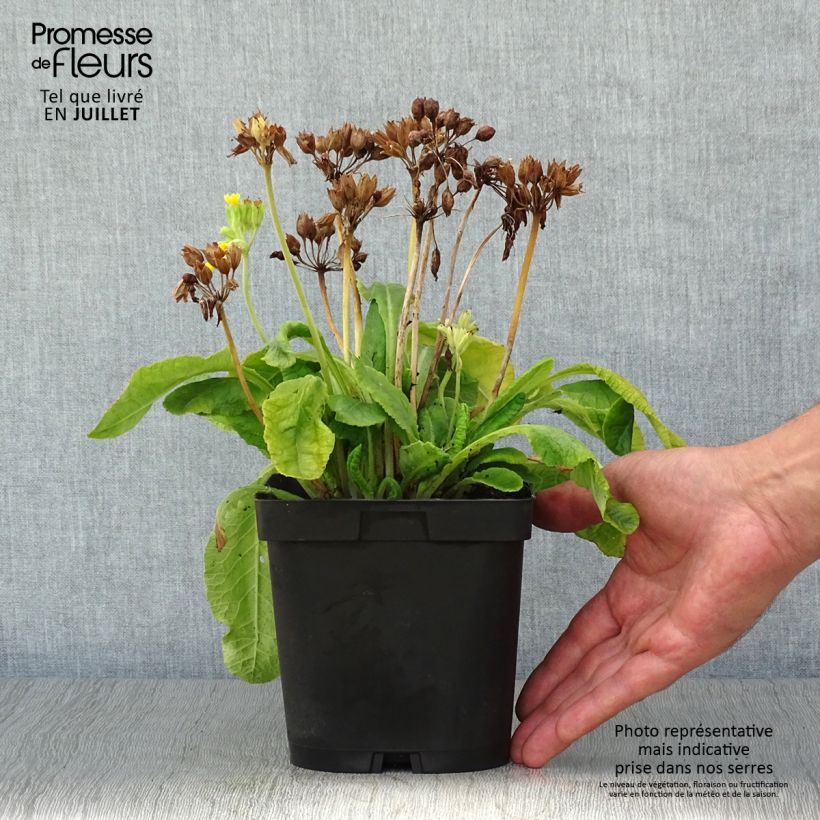 Exemplaar van Primula veris - Gulden sleutelbloem Pot van 2 l/3 l zoals geleverd in de zomer