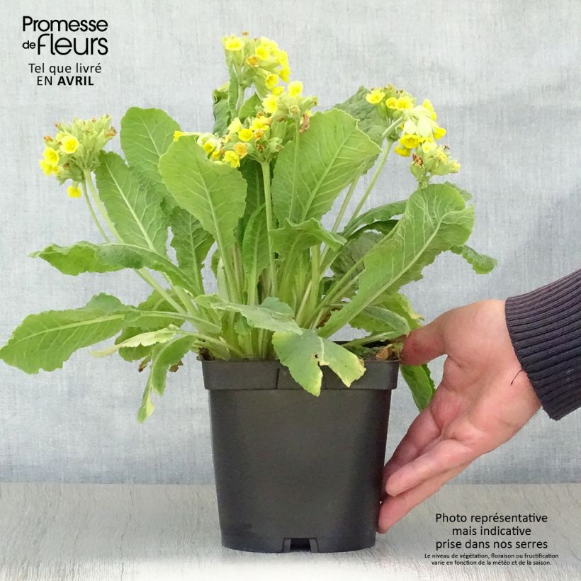 Exemplaar van Primula veris - Gulden sleutelbloem Pot van 2 l/3 l zoals geleverd in de lente