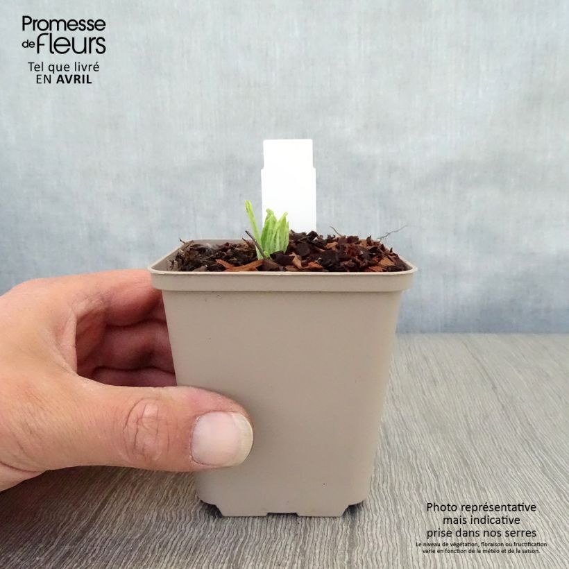 Exemplaar van Primula vialii Alison Holland - Orchideeprimula Kweekpotje van 8/9 cm zoals geleverd in de lente