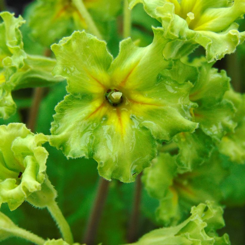 Primula Francesca - Stengelloze sleutelbloem (Bloei)