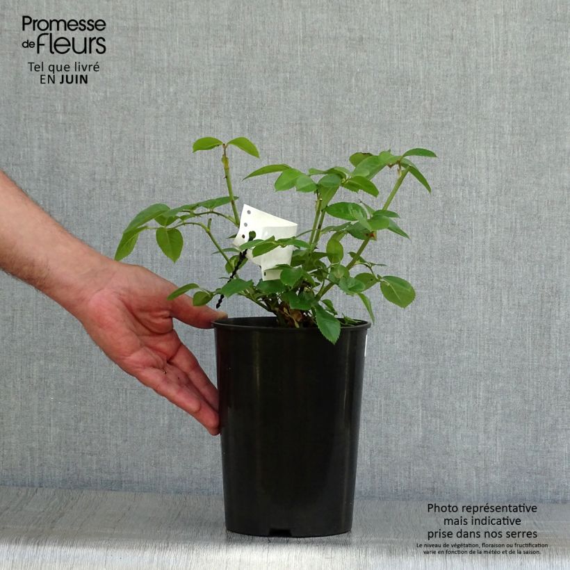 Exemplaar van Rosa Princess of Wales - Trosroos Pot van 3 l/4 l zoals geleverd in de zomer
