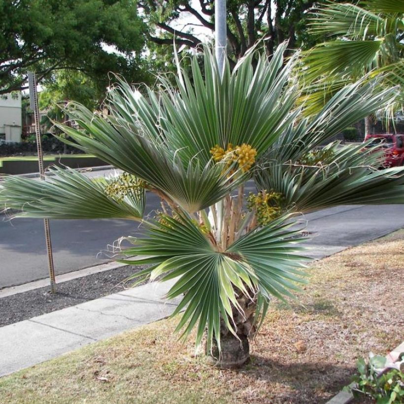 Pritchardia hillebrandii Blue Moon - Palmboom van Hawaï (Groeiplaats)