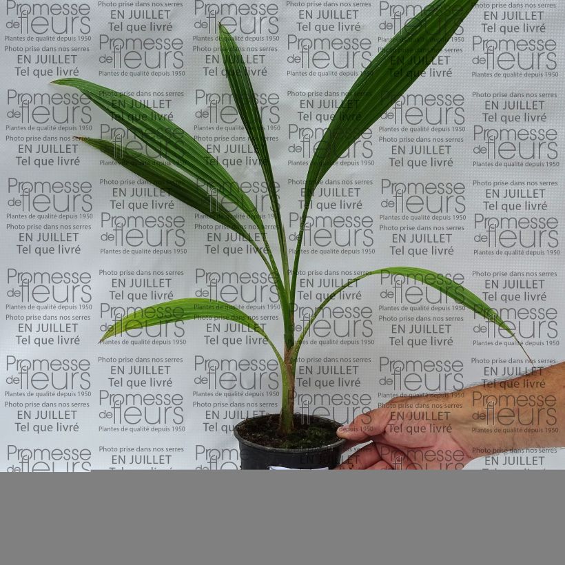 Exemplaar van Pritchardia hillebrandii Blue Moon - Palmboom van Hawaï Pot van 12 cm / 13 cm zoals geleverd in de zomer