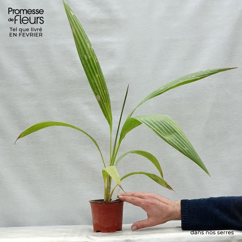 Exemplaar van Pritchardia hillebrandii - Palmlelie Pot van 12 cm / 13 cm zoals geleverd in de winter