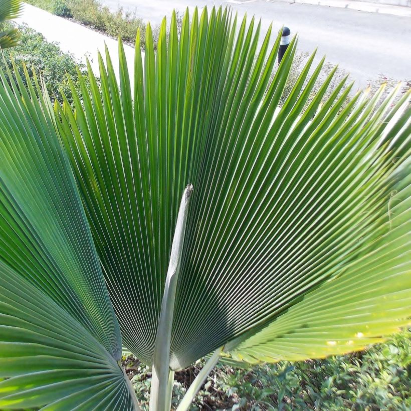 Pritchardia pacifica - Fiji-waaierpalm (Blad)