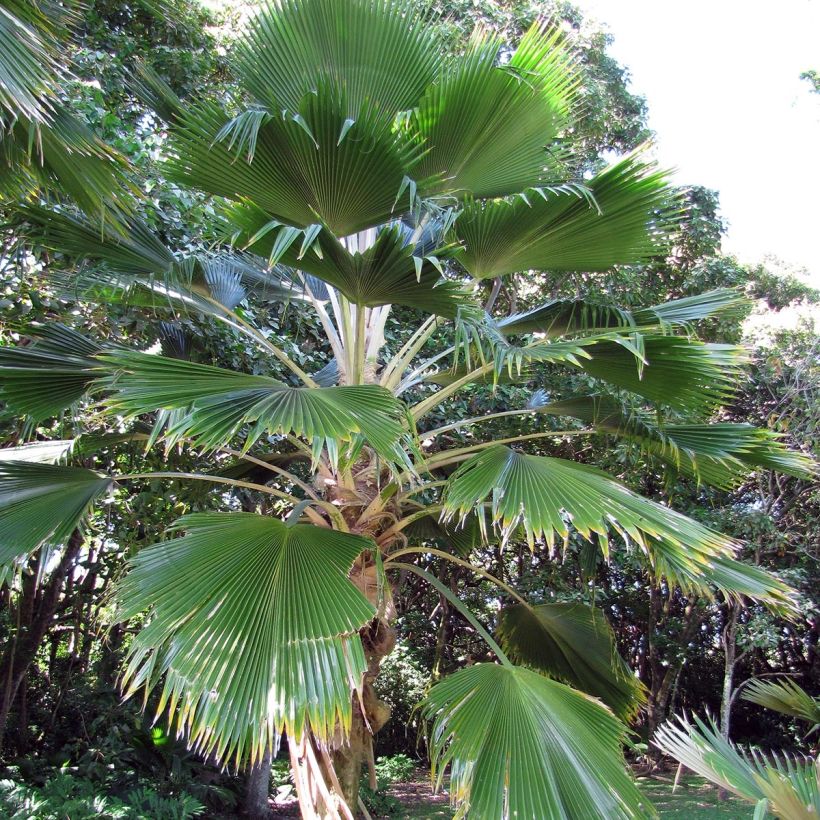 Pritchardia pacifica - Fiji-waaierpalm (Groeiplaats)
