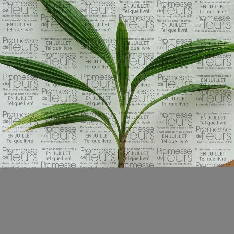 Exemplaar van Pritchardia pacifica - Fiji-waaierpalm Pot van 12 cm / 13 cm zoals geleverd in de zomer