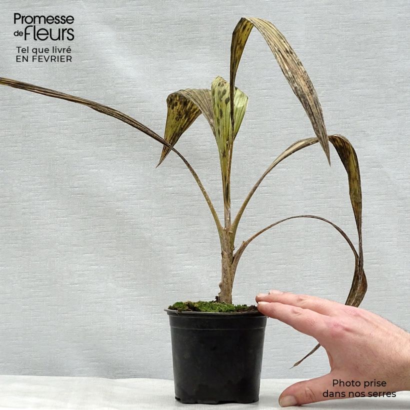 Exemplaar van Pritchardia pacifica - Fiji-waaierpalm Pot van 12 cm / 13 cm zoals geleverd in de winter