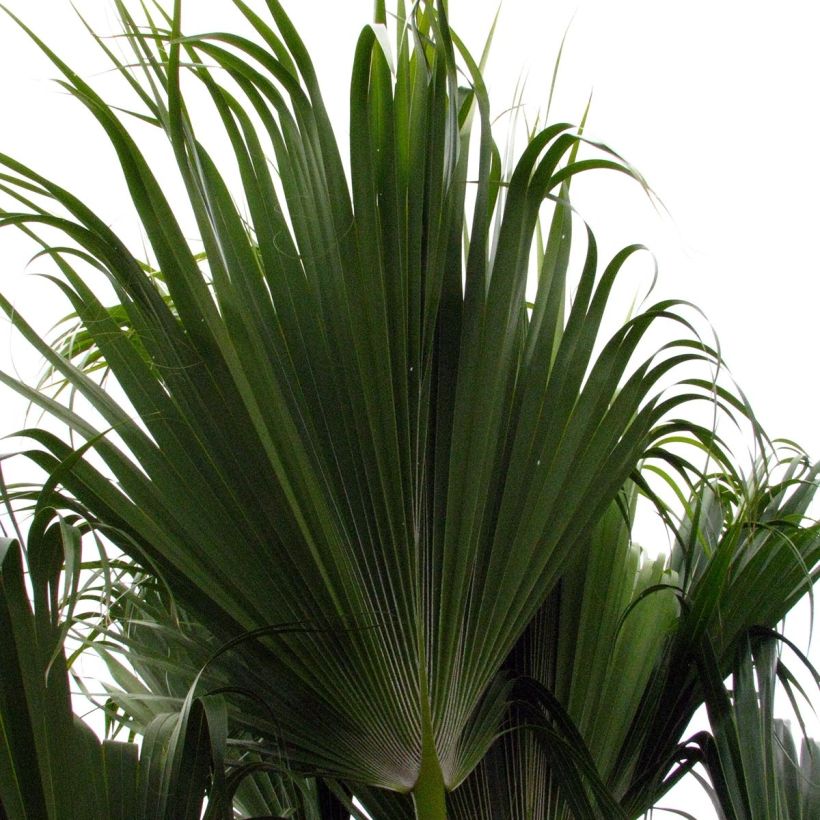 Pritchardia remota - Palmlelie (Foliage)