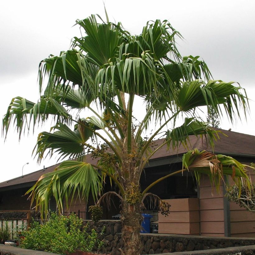 Pritchardia remota - Palmlelie (Plant habit)