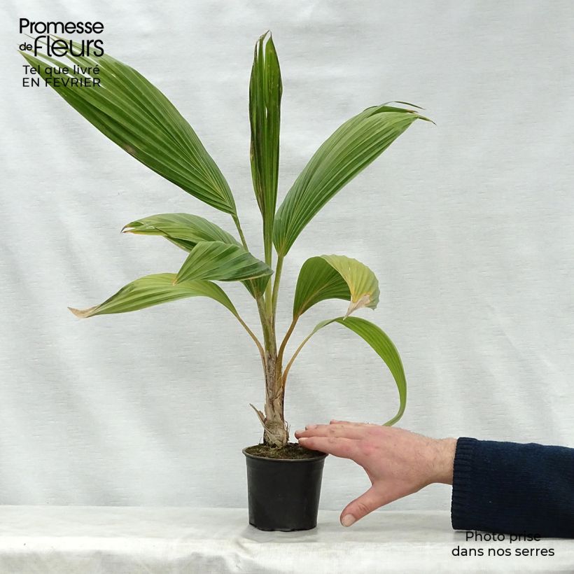 Example of Pritchardia remota - Palmlelie Pot van 12 cm / 13 cm as you get in hiver
