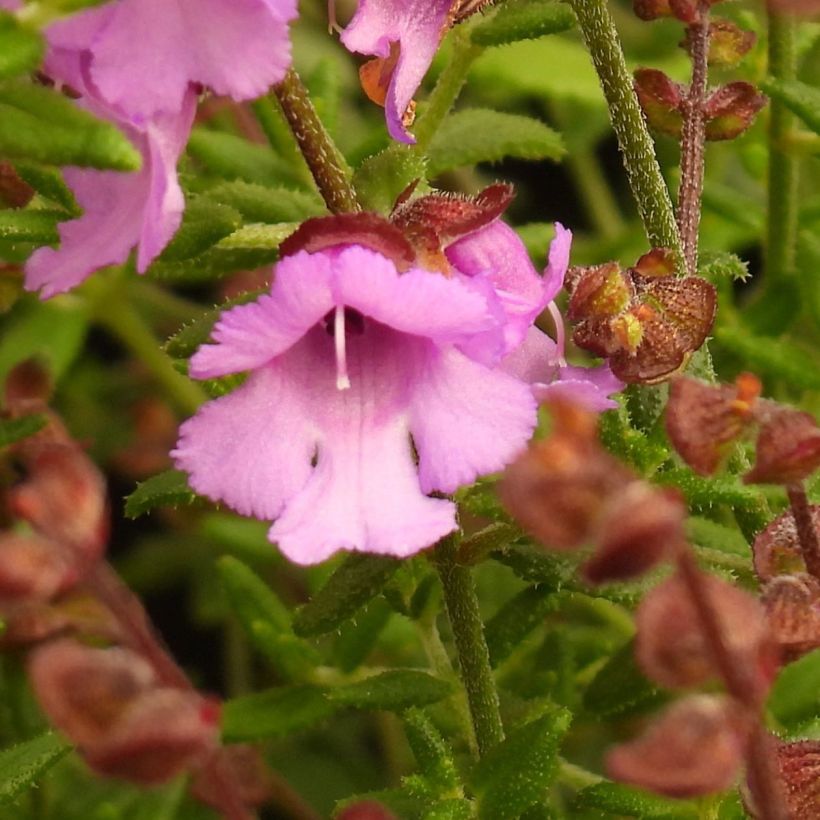 Prostanthera rotundifolia Rosetta - Muntstruik (Bloei)