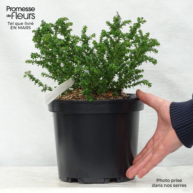 Example of Prostanthera cuneata - Muntstruik Pot van 2 l/3 l as you get in printemps