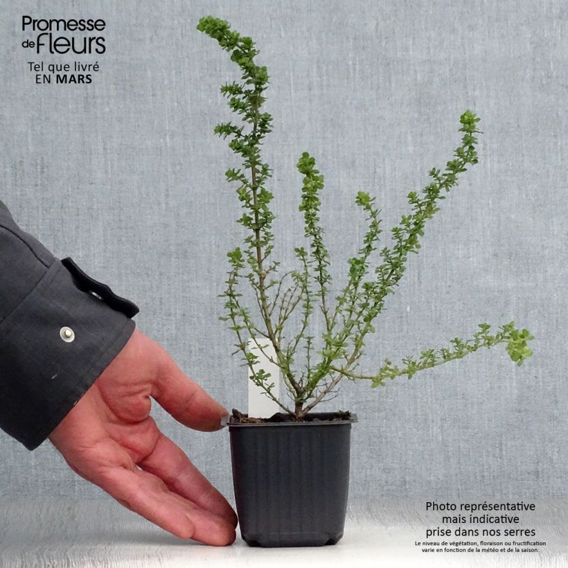 Example of Prostanthera cuneata - Muntstruik Kweekpotje van 8/9 cm as you get in printemps