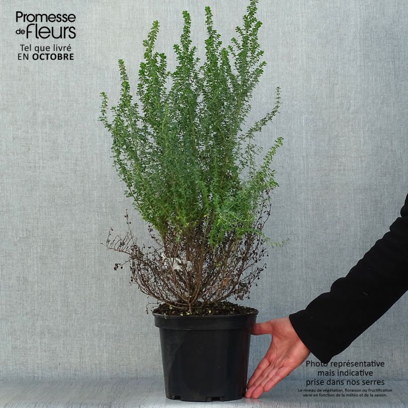 Exemplaar van Prostanthera cuneata - Muntstruik Pot van 2 l/3 l zoals geleverd in de herfst