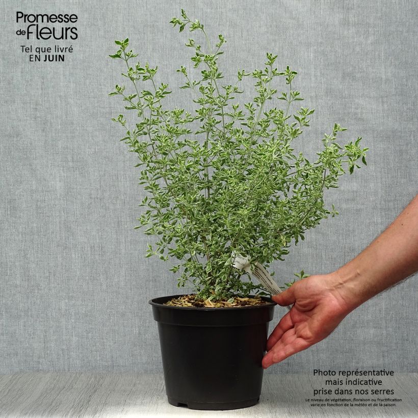 Exemplaar van Prostanthera ovalifolia Variegata - Muntstruik Pot van 4 l/5 l zoals geleverd in de zomer