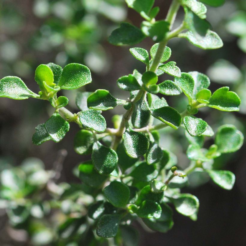 Prostanthera rotundifolia - Muntstruik (Foliage)