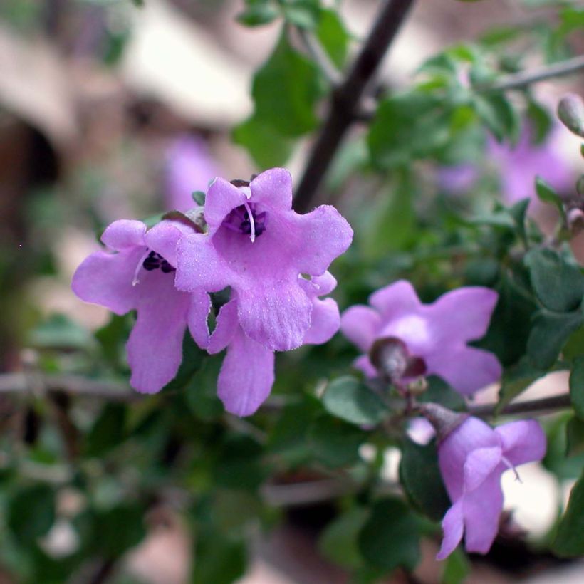 Prostanthera rotundifolia - Muntstruik (Flowering)
