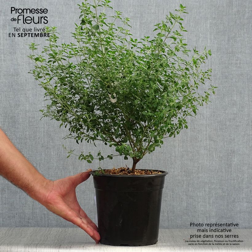 Exemplaar van Prostanthera rotundifolia - Muntstruik Pot van 4 l/5 l zoals geleverd in de herfst
