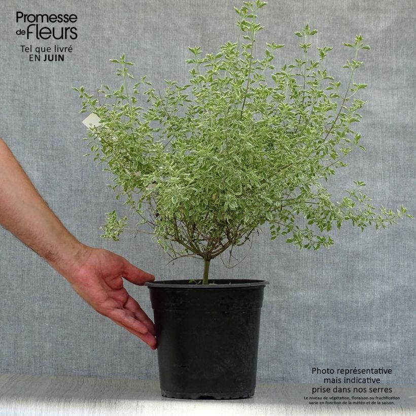 Exemplaar van Prostanthera rotundifolia Variegata - Muntstruik Pot van 4 l/5 l zoals geleverd in de zomer