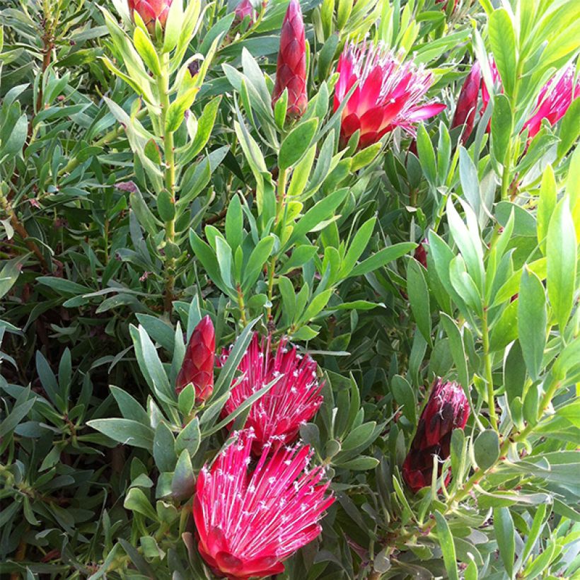 Protea Clarks Red - Suikerbos (Flowering)