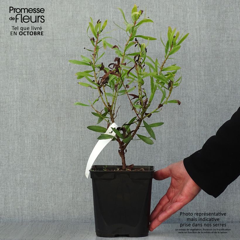 Exemplaar van Protea Clarks Red - Suikerbos Pot van 4 l/5 l zoals geleverd in de herfst