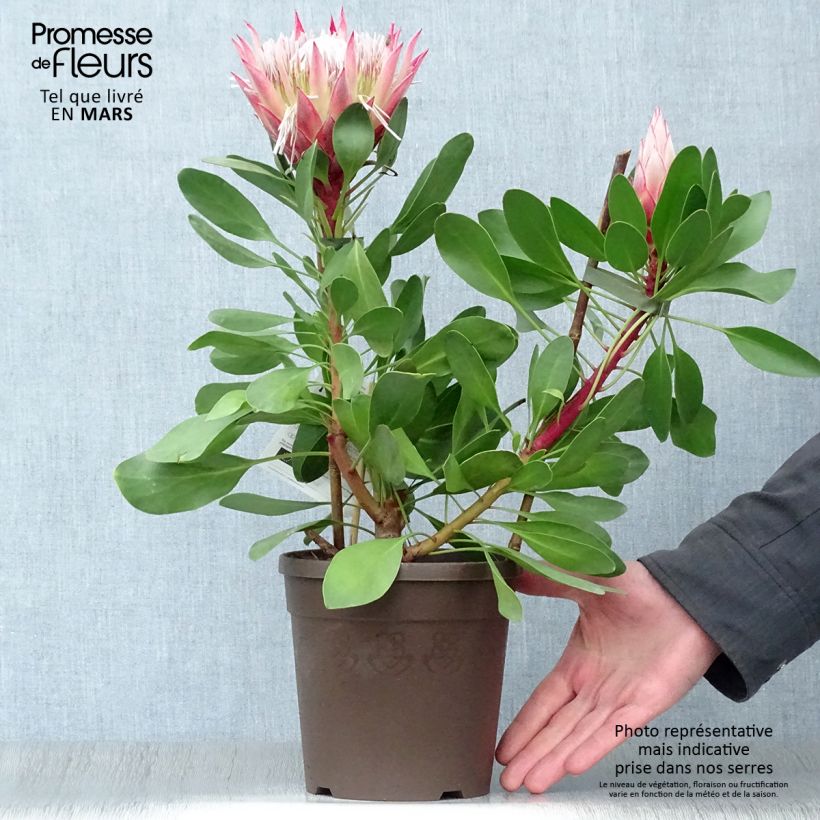 Exemplaar van Protea cynaroides Little Prince - Koningsprotea Pot van 2 l/3 l zoals geleverd in de lente