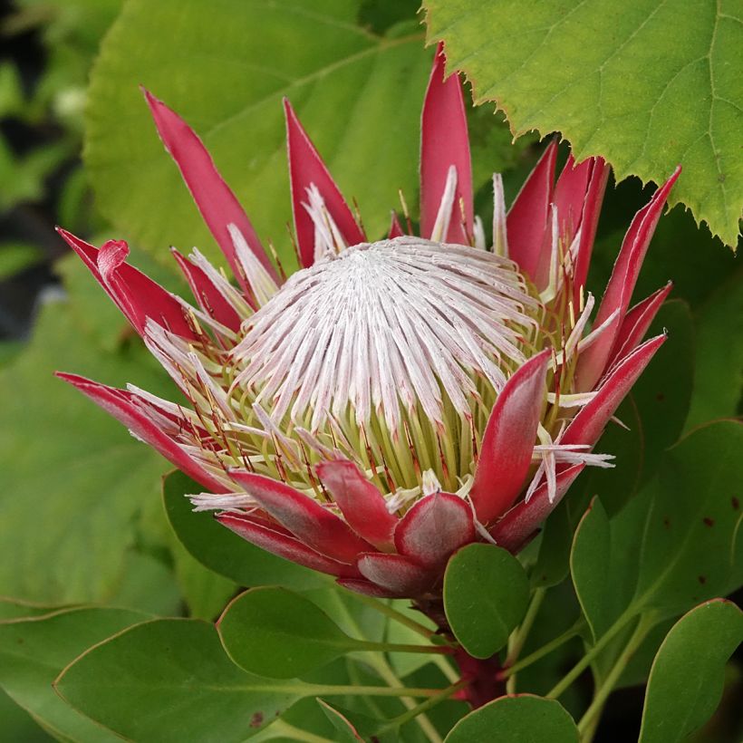 Protea cynaroides Little Prince - Koningsprotea (Bloei)