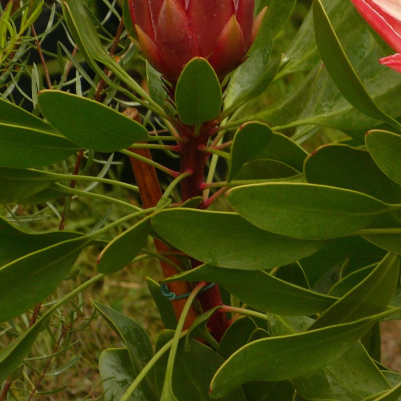 Protea cynaroides Pink Crown - Koningsprotea (Blad)