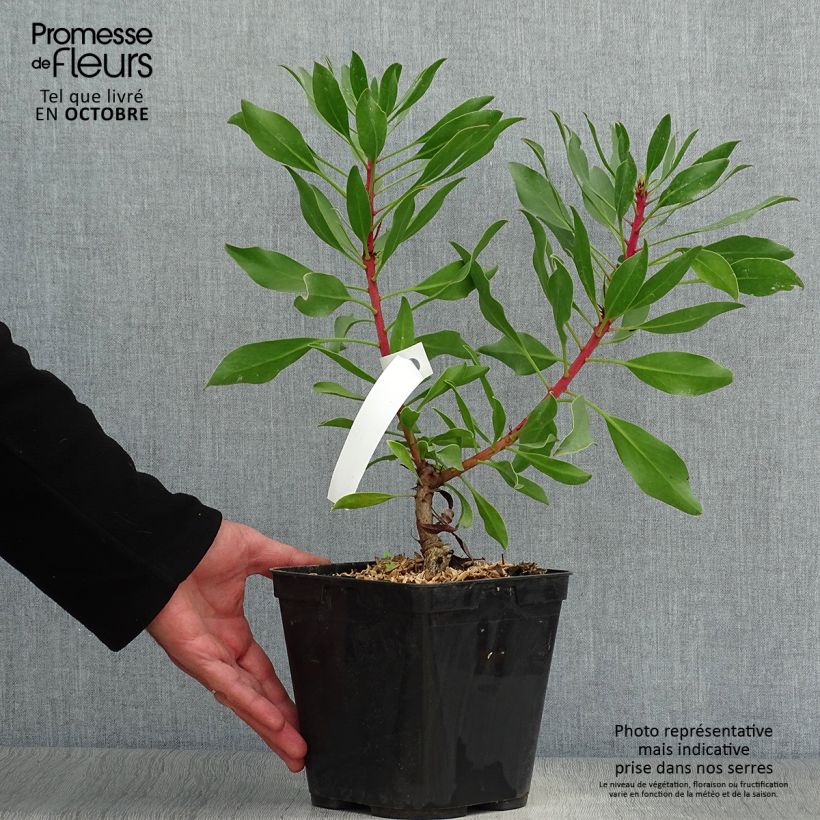 Exemplaar van Protea cynaroides Pink Crown - Koningsprotea Pot van 4 l/5 l zoals geleverd in de herfst
