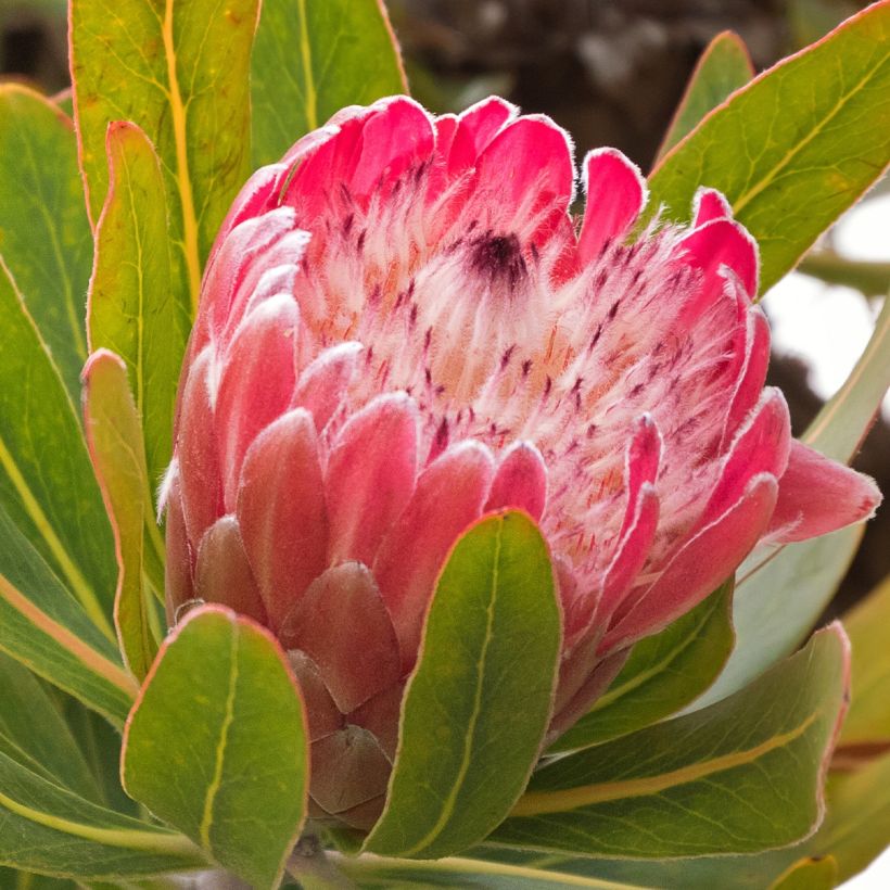Protea Pink Ice - Suikerbos (Flowering)