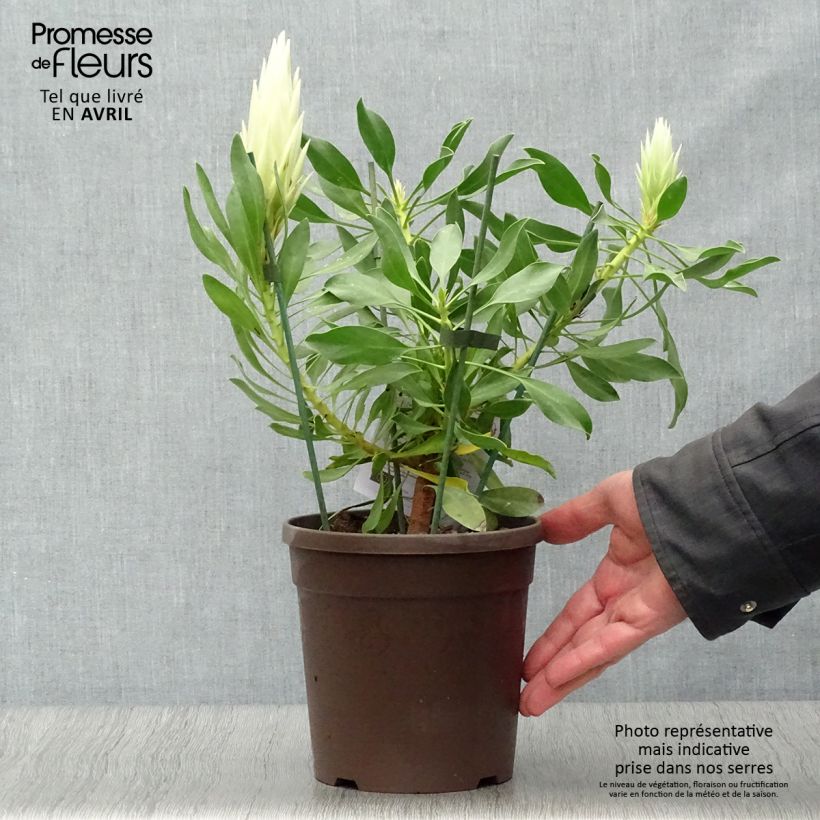 Exemplaar van Protea cynaroides White Crown - Koningsprotea Pot van 2 l/3 l zoals geleverd in de lente