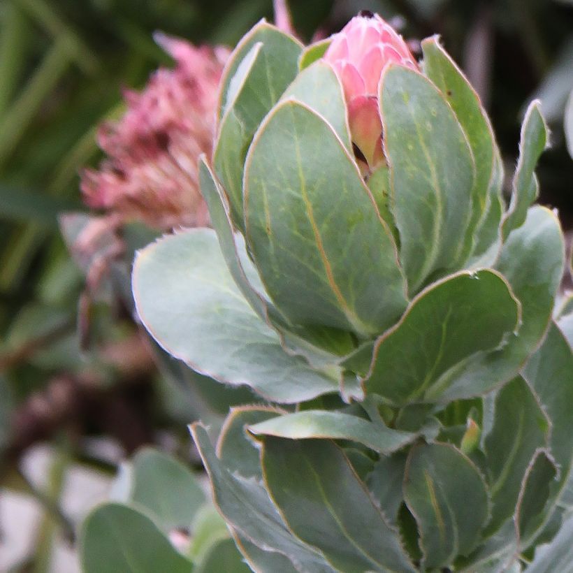 Protea eximia - Suikerbos (Foliage)