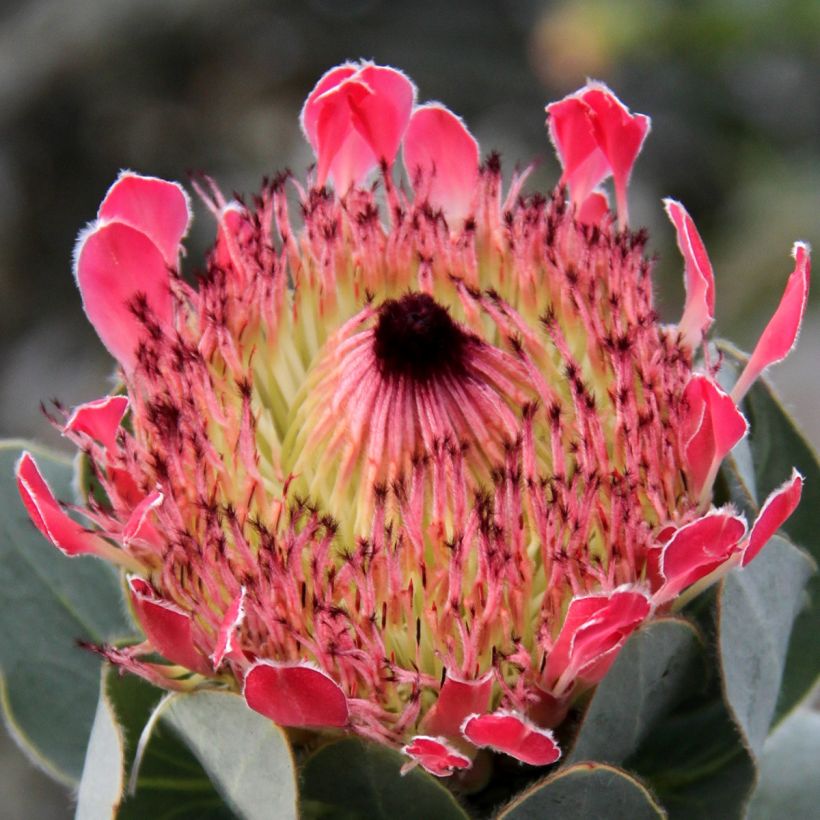 Protea eximia - Suikerbos (Flowering)