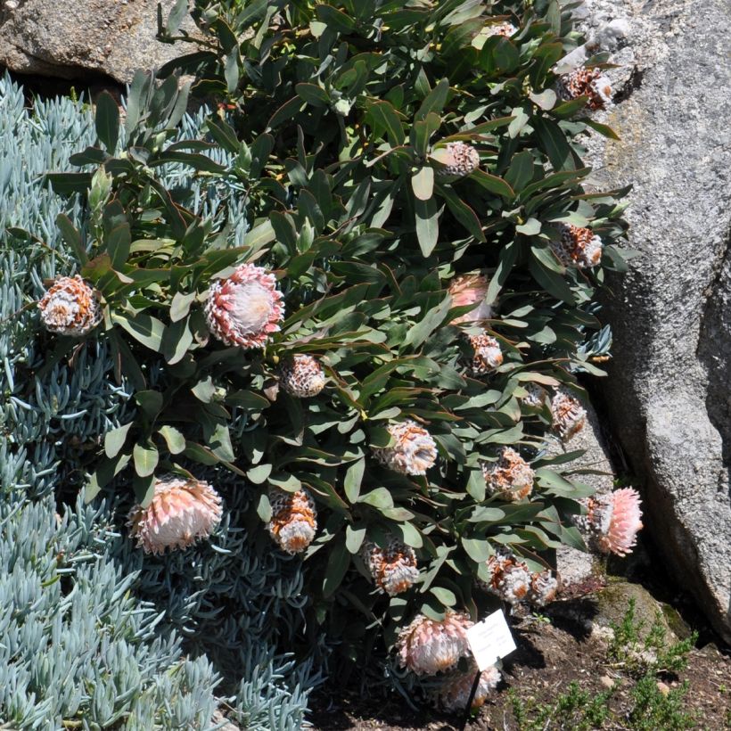 Protea magnifica - Suikerbos (Plant habit)