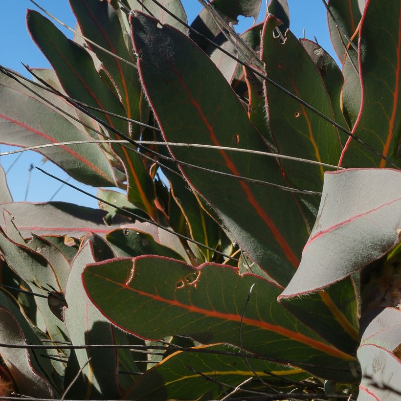 Protea magnifica - Suikerbos (Foliage)