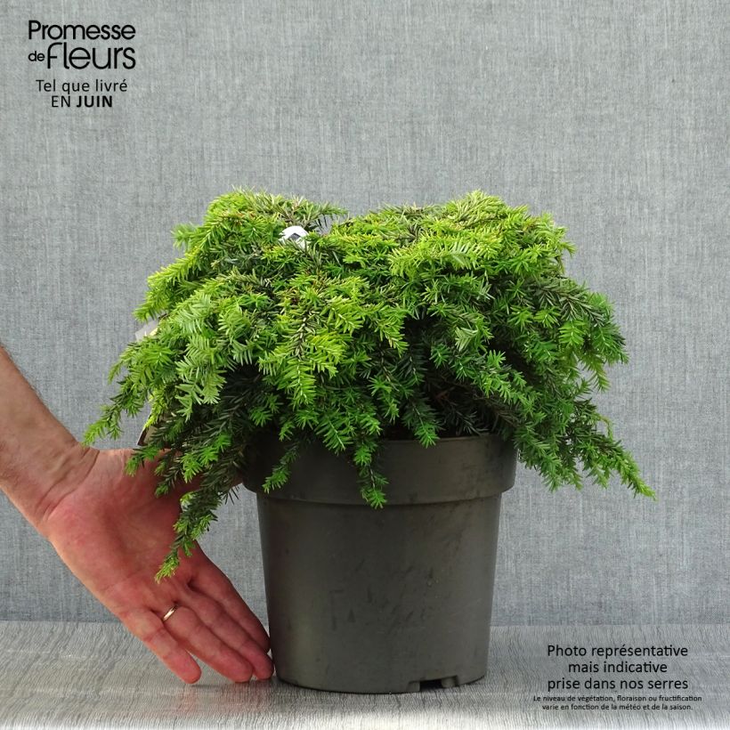 Exemplaar van Tsuga canadensis Nana - Oostelijke hemlockspar Pot van 3 l/4 l zoals geleverd in de zomer