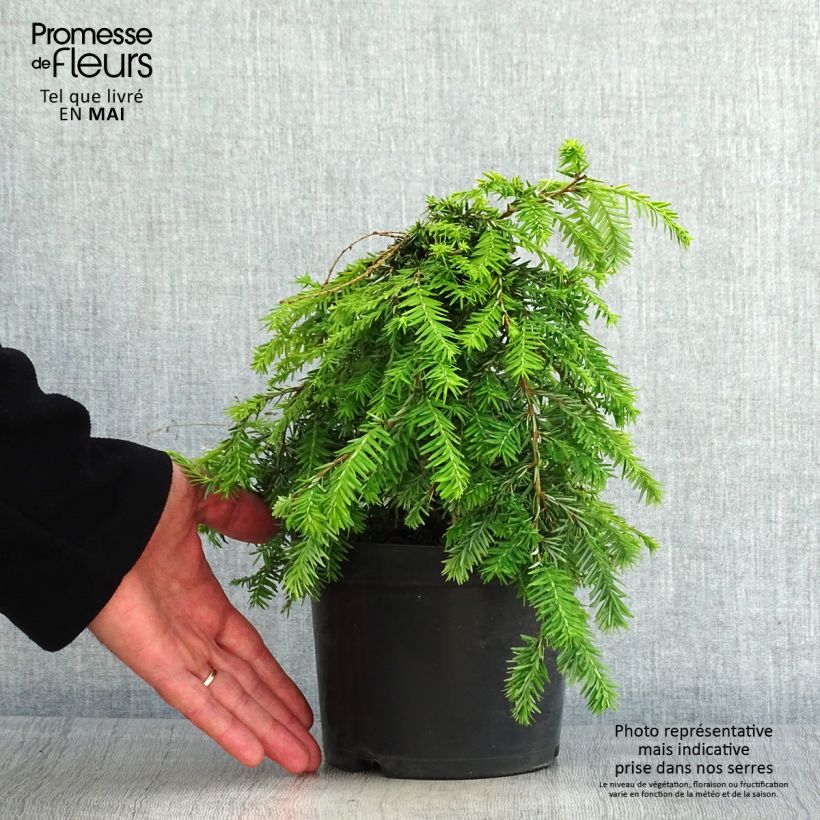 Exemplaar van Tsuga canadensis Pendula - Oostelijke hemlockspar Pot van 2 l/3 l zoals geleverd in de lente