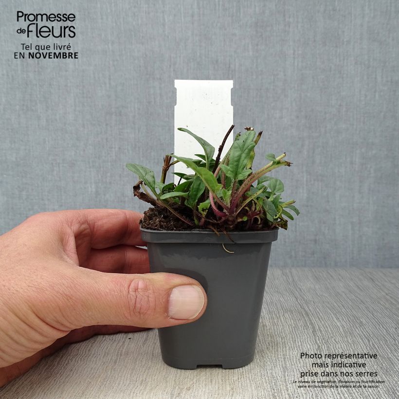 Exemplaar van Prunella grandiflora Bella Deep Rose - Brunel Kweekpotje van 7/8 cm zoals geleverd in de herfst