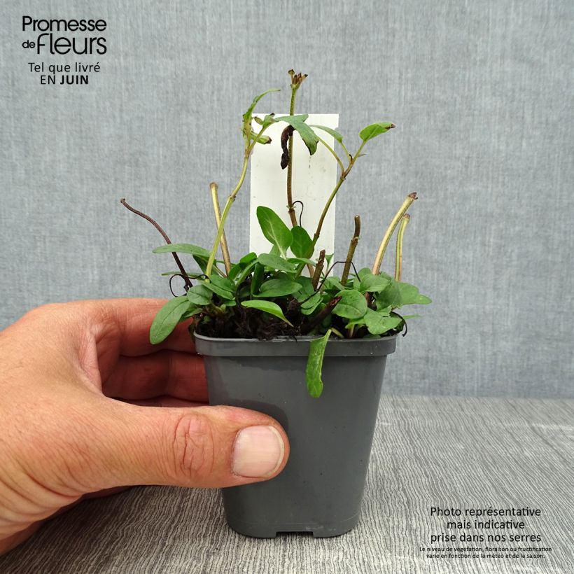 Exemplaar van Prunella grandiflora Bella Deep Rose - Brunel Kweekpotje van 7/8 cm zoals geleverd in de zomer