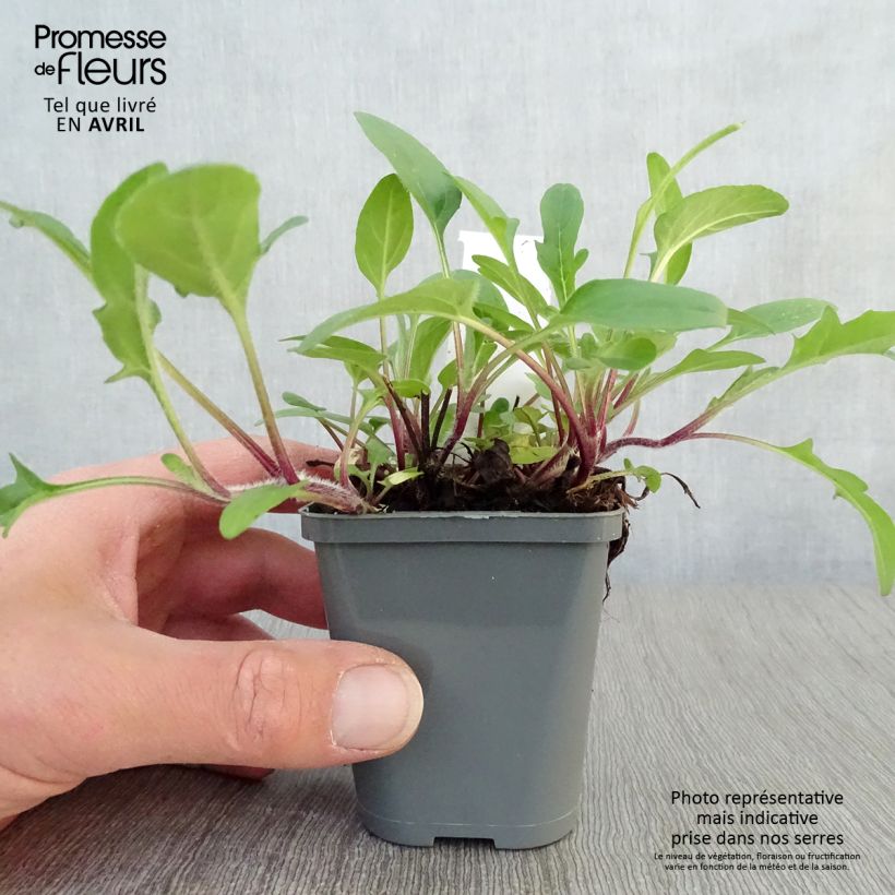 Example of Prunella grandiflora Bella Deep Rose - Brunel Kweekpotje van 7/8 cm as you get in printemps