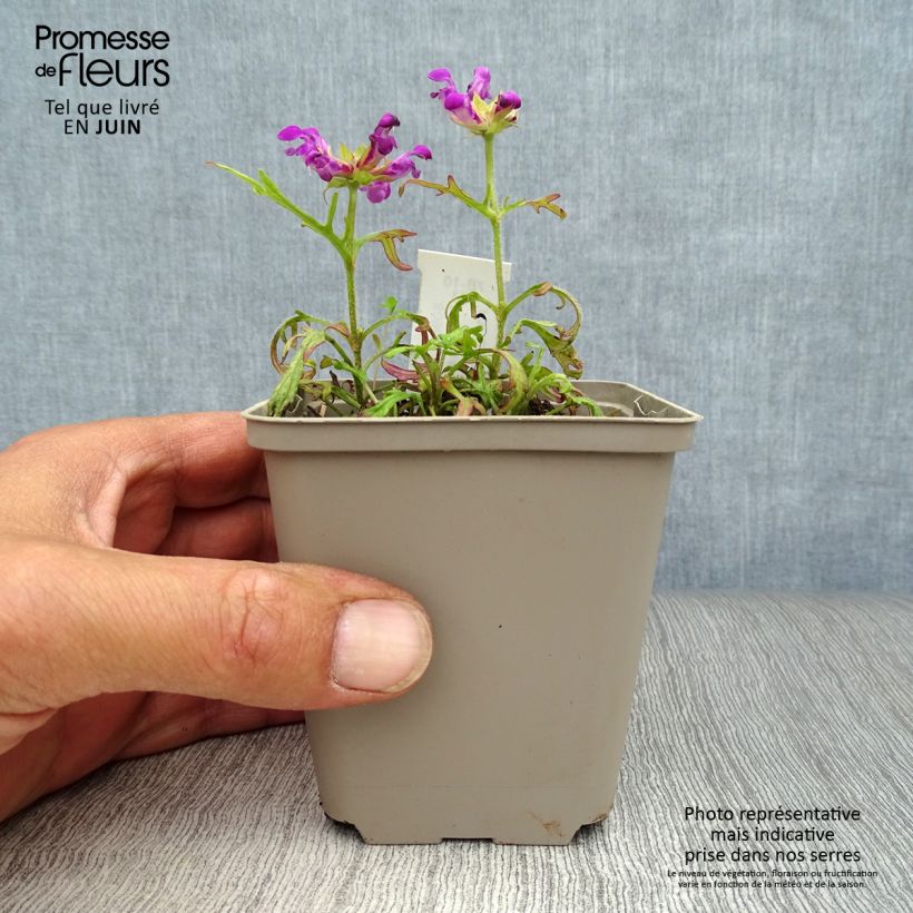 Exemplaar van Prunella grandiflora Pink Loveliness - Brunel Kweekpotje van 8/9 cm zoals geleverd in de zomer