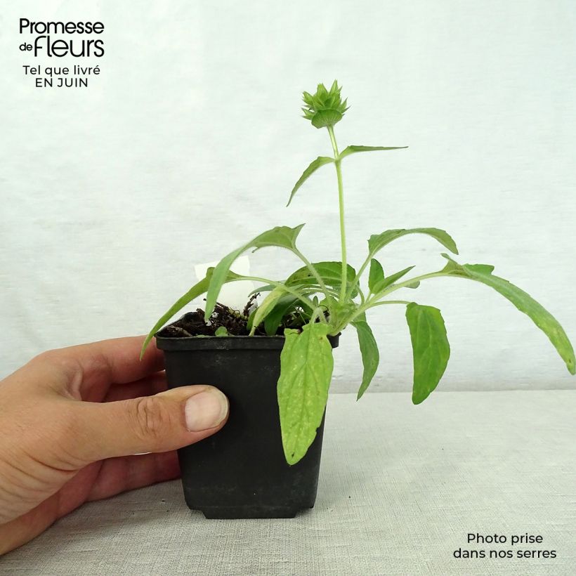 Exemplaar van Prunella grandiflora Wit Loveliness - Brunel Kweekpotje van 8/9 cm zoals geleverd in de zomer